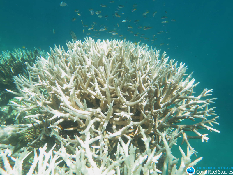 Image: ARC Centre of Excellence for Coral Reef Studies